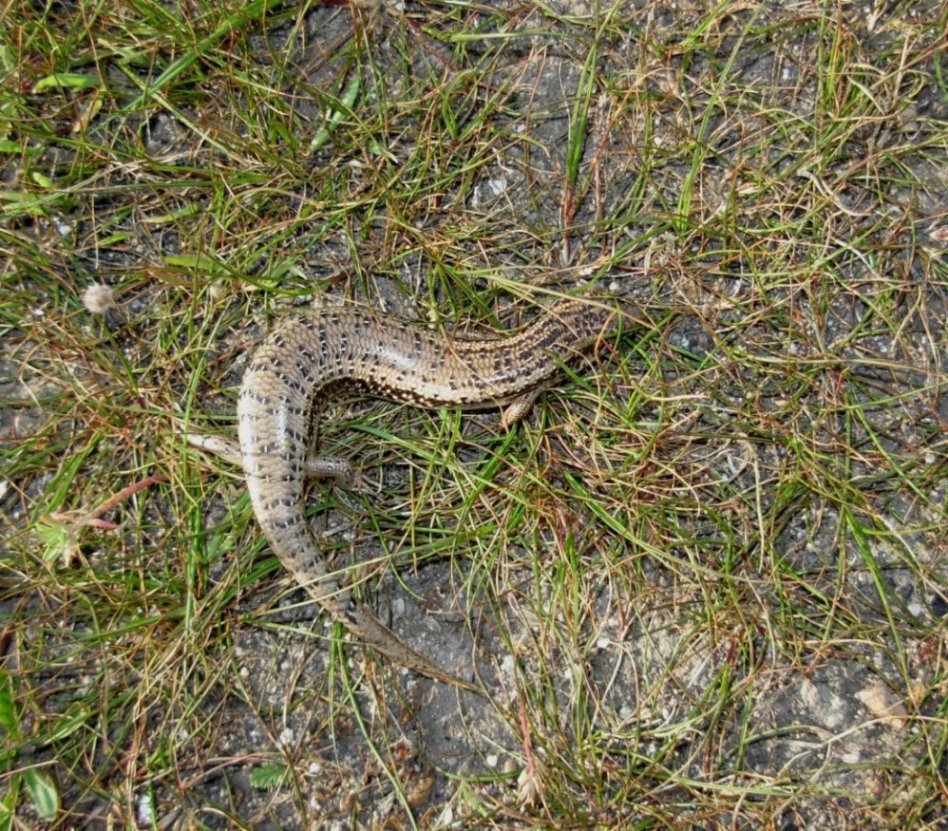 chalcides ocellatus tiligugu